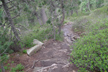 Descenso pronunciado por el interior del bosque.