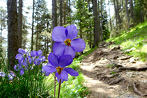 <i>Ramonda myconi</i> camino al canchal de Cabirols.