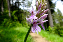 Orquídeas del Pedraforca.