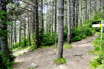 Bajando por el bosque de la Serra.