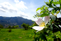 Escaramujos y la sierra de Ensija.