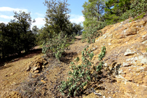 Encinar sobre terreno granítico.