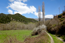 Plantaciones de chopos en Baro.