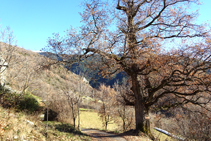 Ejemplar enorme de roble en Fustanyà.