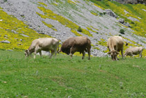 Vacas en el valle de Ordesa.