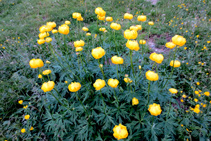 <i>Ranunculus montanus</i>, una especie tóxica.