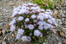 <i>Jasione crispa</i>.