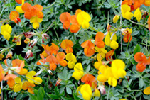 <i>Lotus corniculatus</i>.