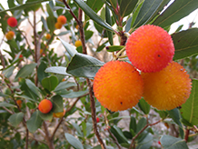 Frutos del madroño.