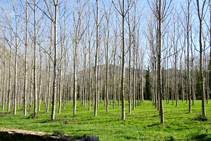 Plantaciones de chopos cerca del Ter.