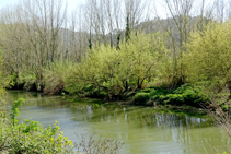 Bosque de ribera en el río Ter.