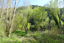 El bosque de ribera en el desfiladero.