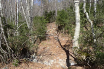 El sendero gana altura por el interior de un bosque.