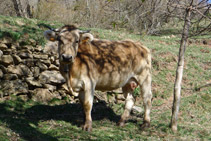 Vaca. Nos encontramos en una zona de gran actividad ganadera.