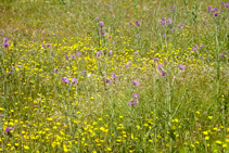 Estallido primaveral en los campos de los Torrents.