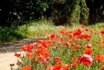 Amapolas en los márgenes (<i>Papaver rhoeas</i>).