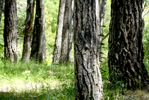 Detalle del pinar de pino blanco.