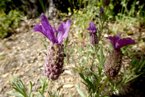 Tomillo borriquero o cantueso (<i>Lavandula stoechas</i>) en el margen del sendero. Finales de abril.