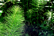 Cola de caballo grande (<i>Equisetum telmateia</i>) omnipresente en el arroyo de Tamariu.