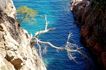 En la Costa Brava el pino blanco sufre tanto como el negro.