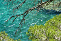 Los pinos y el mar conforman bonitas combinaciones de color y luz.