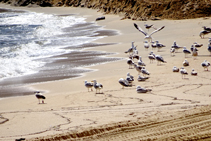 Grupo de gaviotas patiamarillas (<i>Larus michahellis</i>).