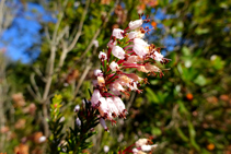 El brezo de invierno (Erica multiflora) en el encinar de collado de Jou.