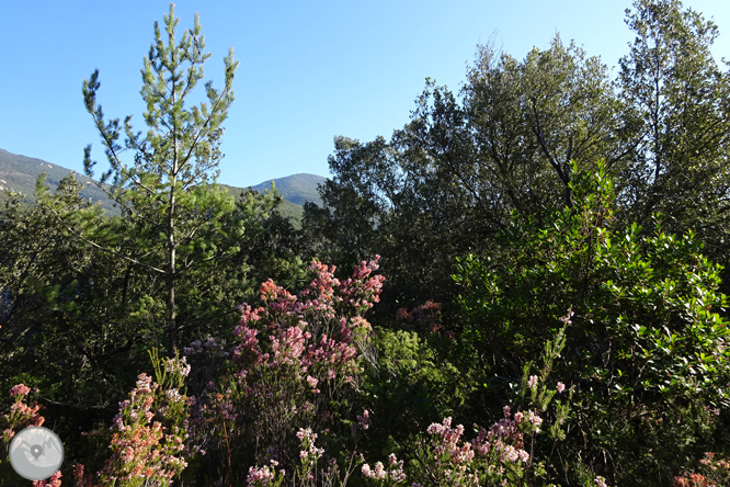 De Sadernes a Santa Bàrbara en la Alta Garrotxa 1 