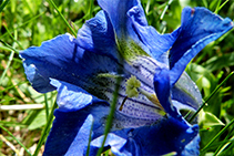 Por el camino vamos encontrando genciana (<i>Gentiana acaulis</i>).