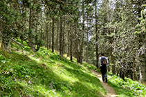 Caminito que se adentra en el bosque de Jovell.