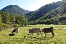 Vacas pastando en un prado cercano al Salencar.