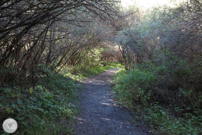 Paseo por el Salencar de Barruera 1 