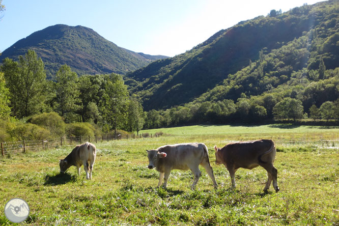 Paseo por el Salencar de Barruera 1 