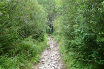 Sendero que se adentra en el bosque.