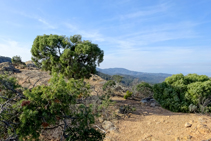 Sabina en la cresta de los Carcaixells.