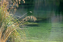 Vegetación acuática en el río Estrets.