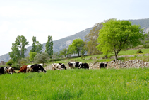 Pastos cerca de la masía de la Borda.