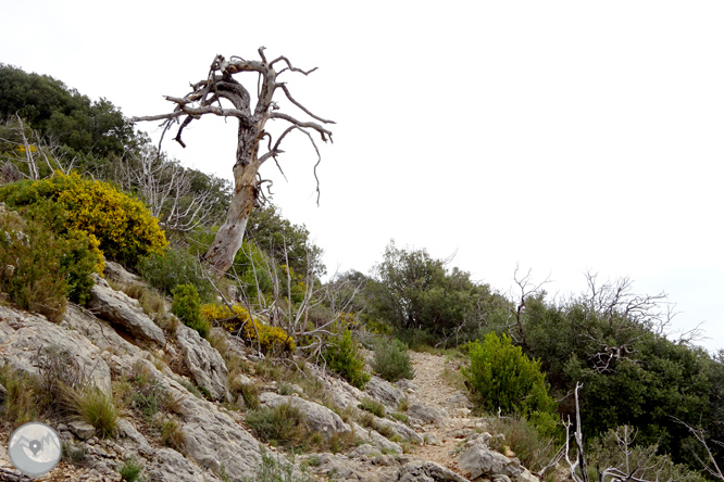 La ermita de Santa Fe de Organyà 1 