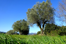 Campos de olivos en Fonteta.