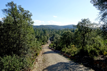 El bosque del macizo de las Gavarres.