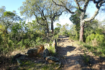 Cista del Puig del Clot del Llorer.