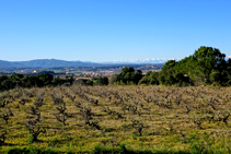 Campos de viñedo de la Denominación de Origen Ampurdán.