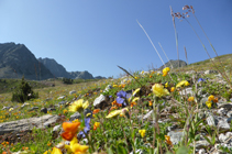 Mosaico florístico de los prados alpinos en el Pas de la Casa.