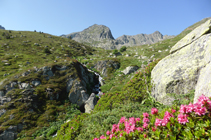 Rododendros y arroyo de las Abelletes.