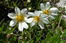 <i>Dryas octopetala</i> en el collado de los Isards.