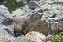 Marmota en las rocas de la vertiente N del pico de las Abelletes.