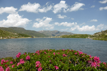 Rododendros en el lago de las Abelletes.