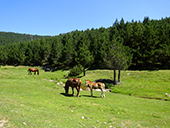 El pequeño lago de Davall en Comes de Rubió