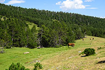 Prados, caballos y bosque de pino negro.