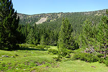 Bosque de pino negro con sotobosque de rododendro: piso subalpino.